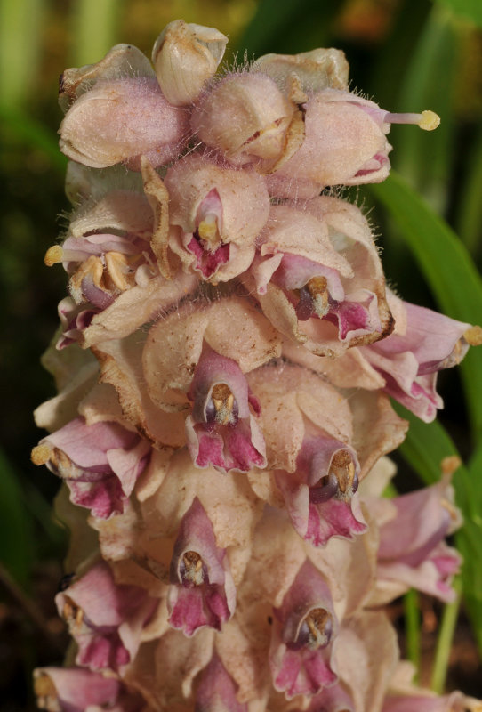 Lathraea squamaria. Closer.