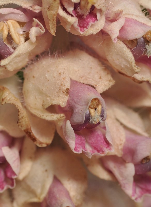 Lathraea squamaria. Close-up.