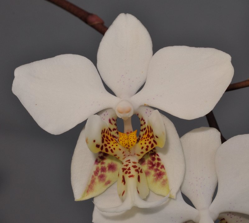Phalaenopsis stuartiana. Close-up. 