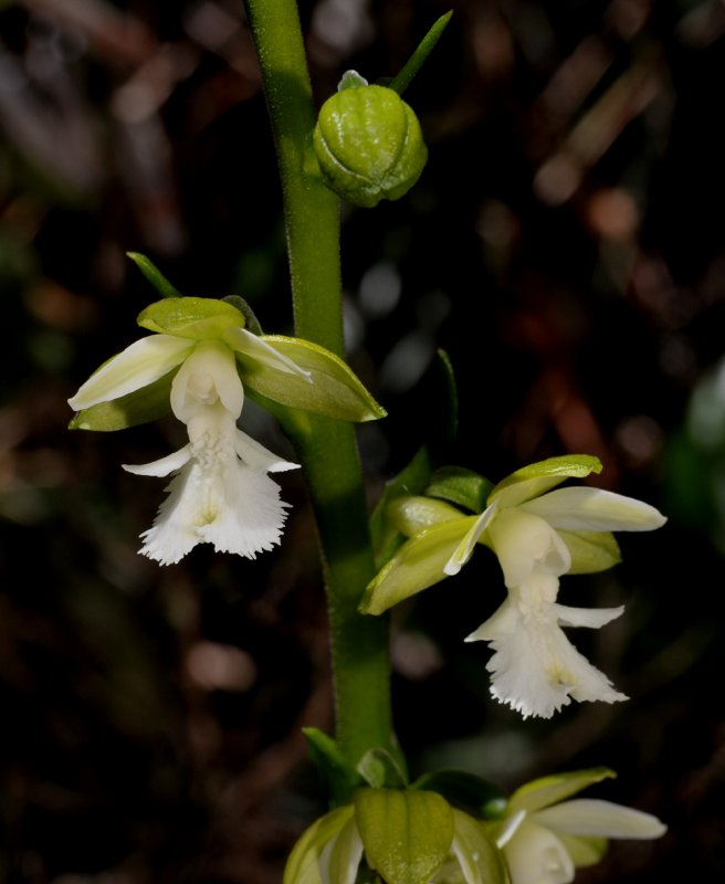 Calanthe otuhanica. Closer.