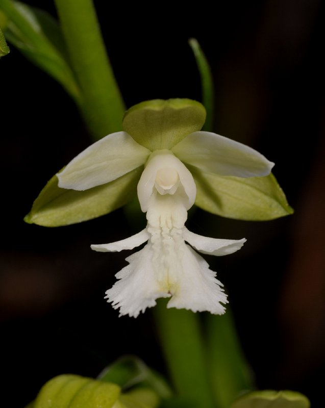 Calanthe otuhanica. Close-up.