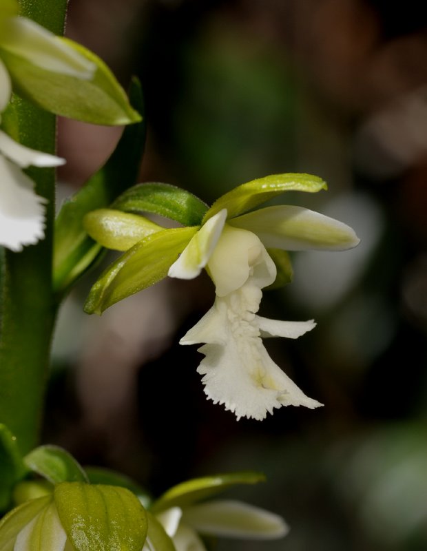Calanthe otuhanica. Close-up side.