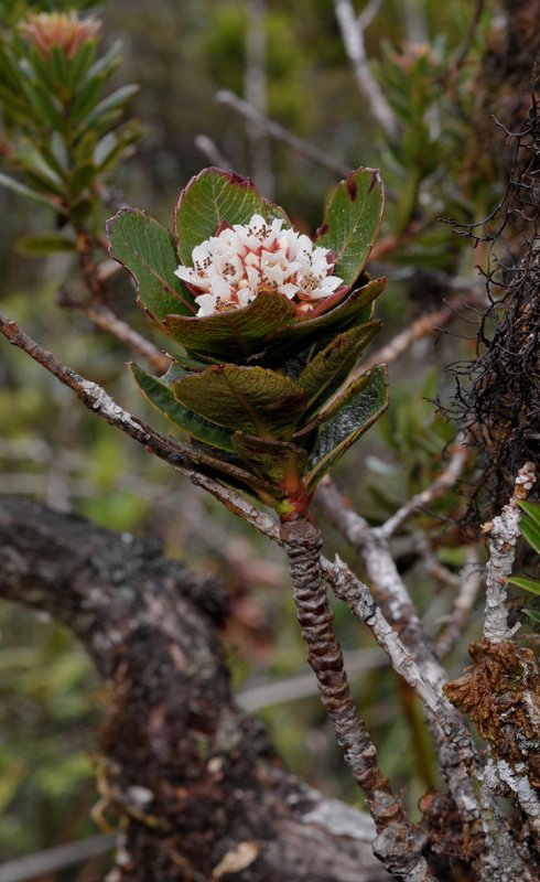 Eriobotrya balgooyi