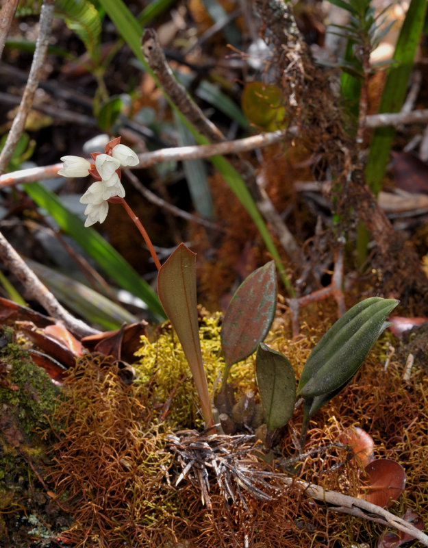 Pholidota sigmatochilus