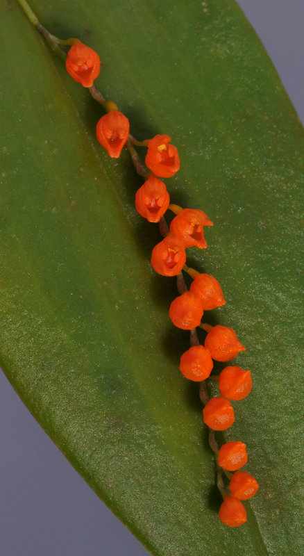 Pleurothallis truncata. Closer.