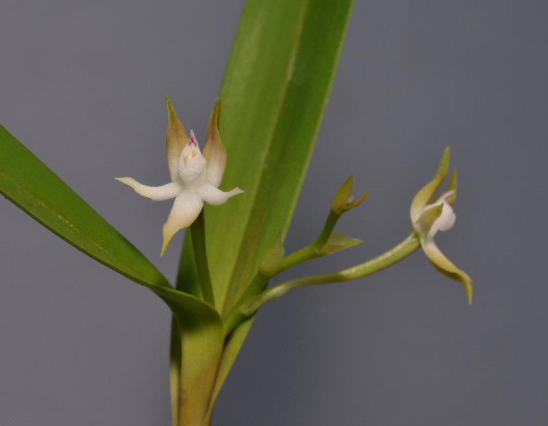 Prosthechea pygmaea. Closer.
