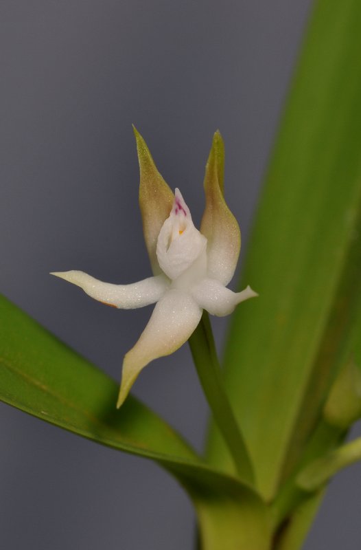 Prosthechea pygmaea. Close-up.
