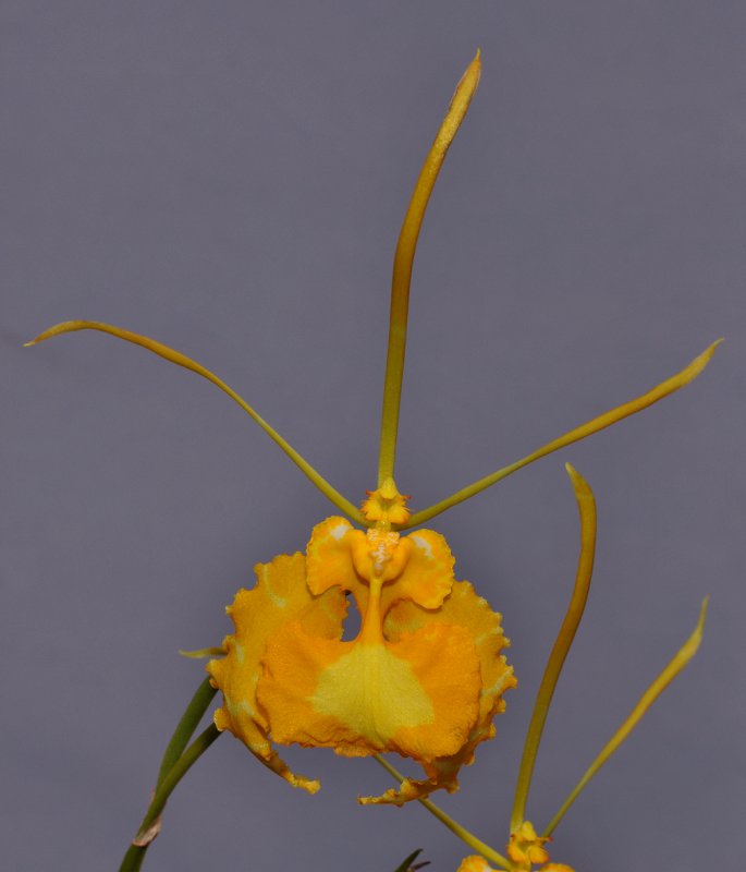 Psychopsis papilio. Yellow form. Closer.
