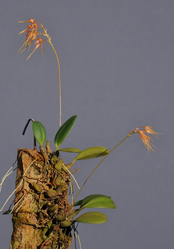 Bulbophyllum taiwanense 