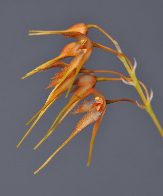 Bulbophyllum taiwanense. Closer side.