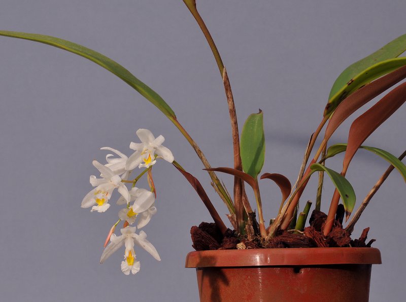 Chelonistele unguiculata