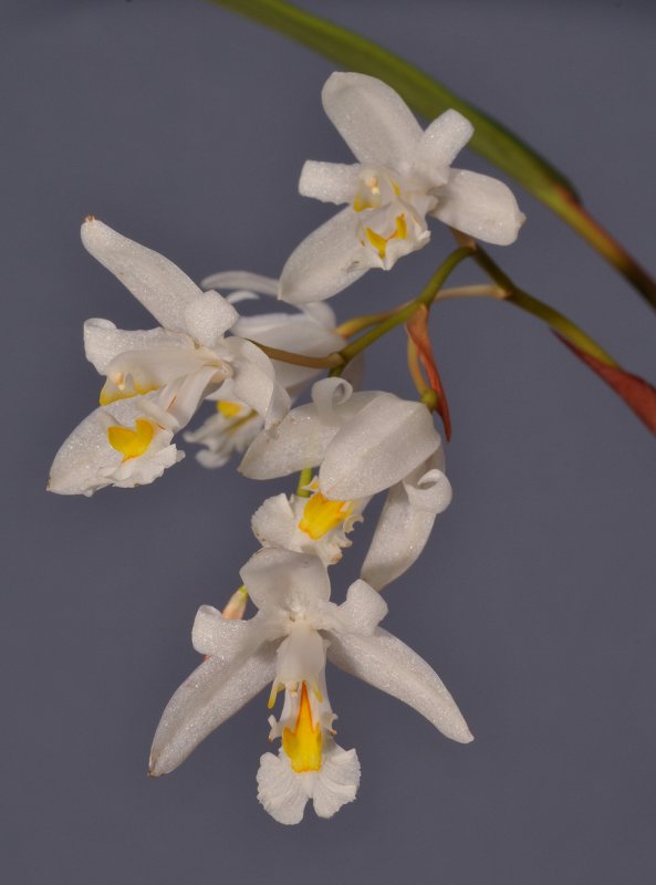 Chelonistele unguiculata. Closer.