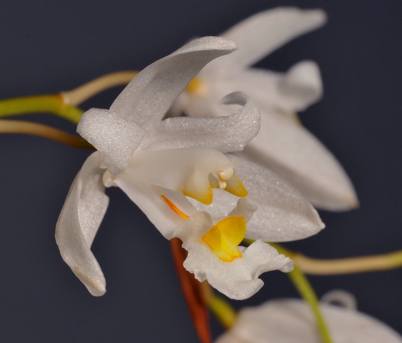 Chelonistele unguiculata. Close-up side. 