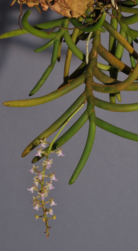 Cleisostoma arietinum 