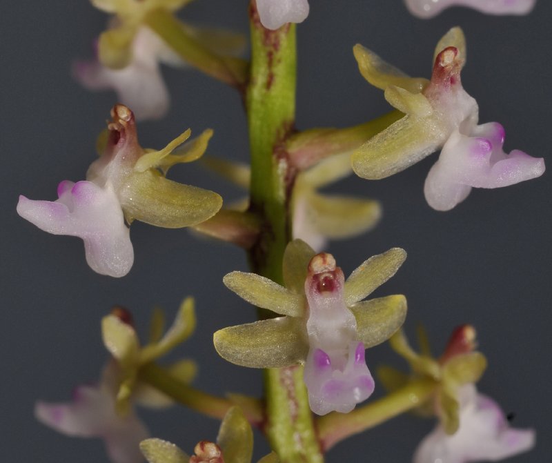 Cleisostoma arietinum. Closer. 
