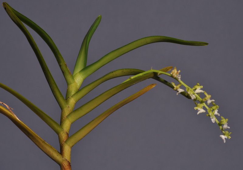 Cleisostoma litoreum 