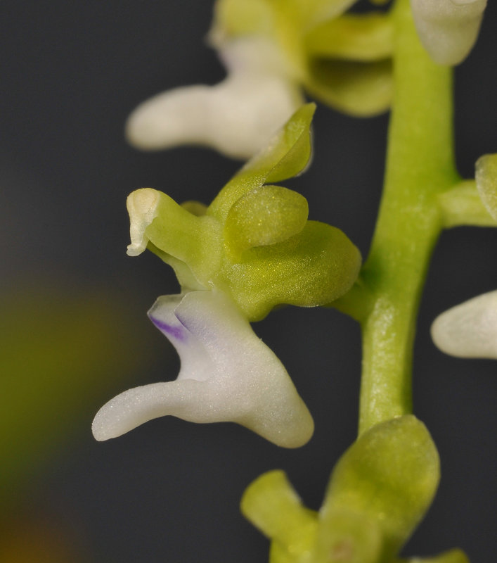 Cleisostoma litoreum. Close-up side. 