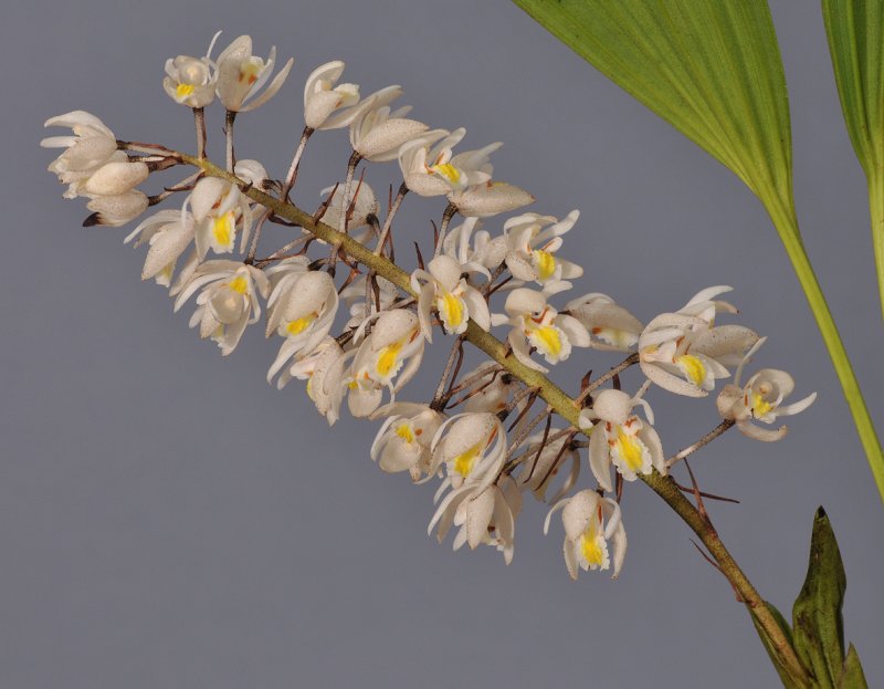 Coelogyne multiflora. Closer. 