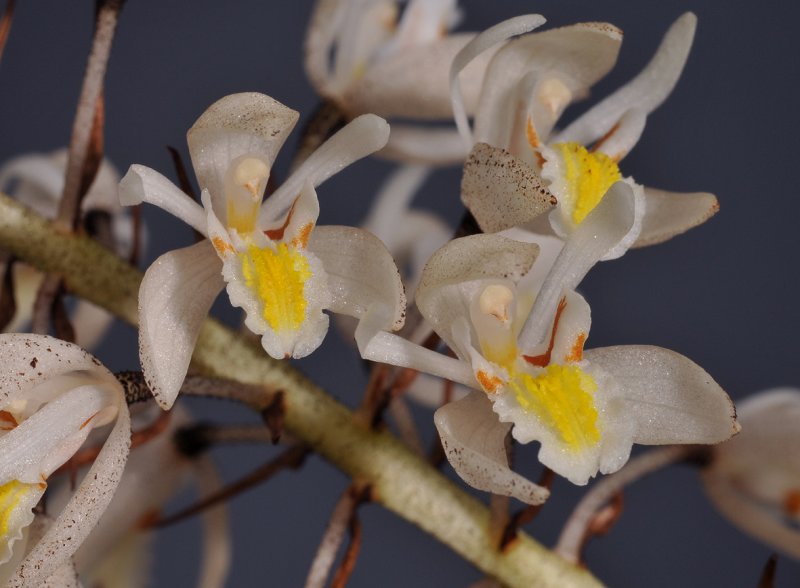 Coelogyne multiflora. Closer.