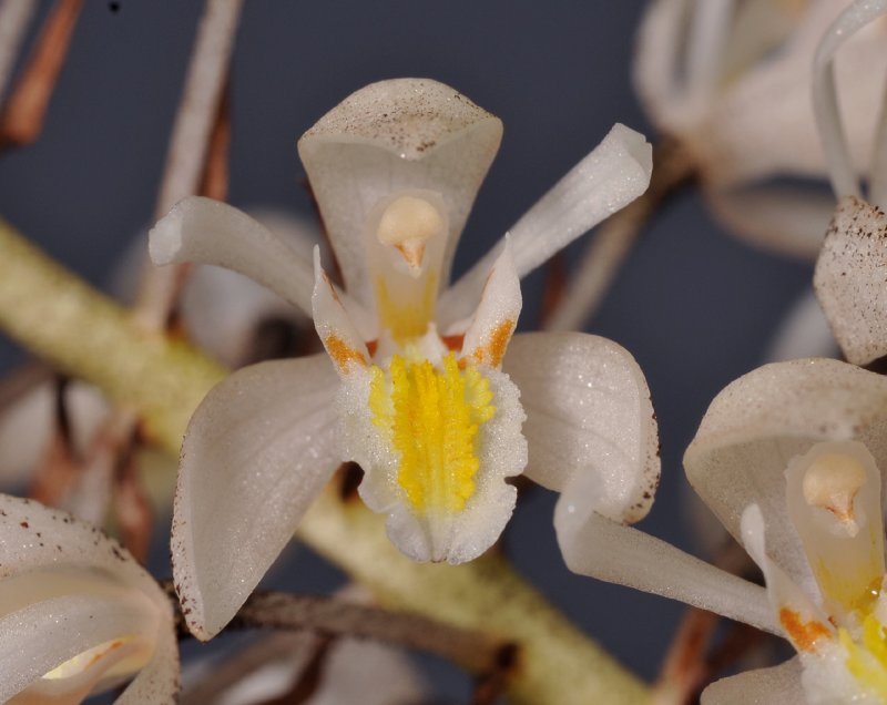 Coelogyne multiflora. Close-up.