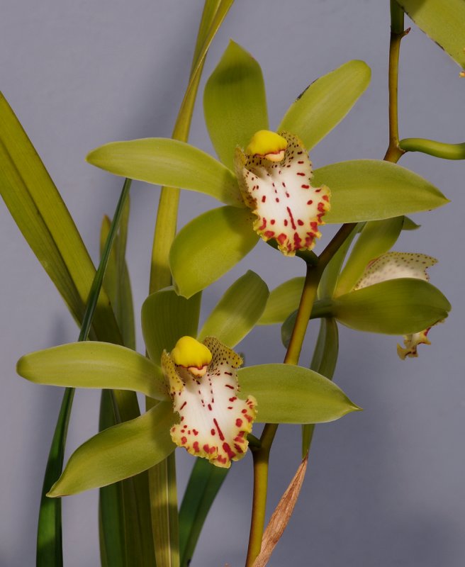 Cymbidium hookerianum. Closer.