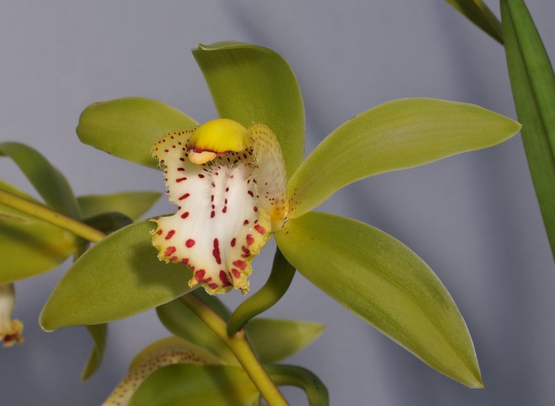 Cymbidium hookerianum. Close-up.