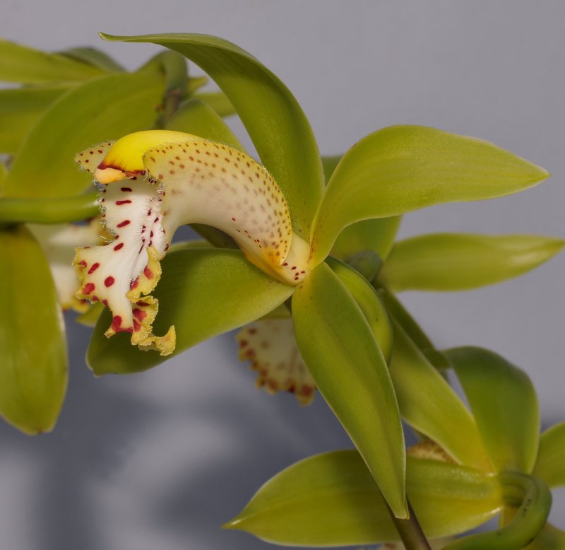 Cymbidium hookerianum. Close-up side.