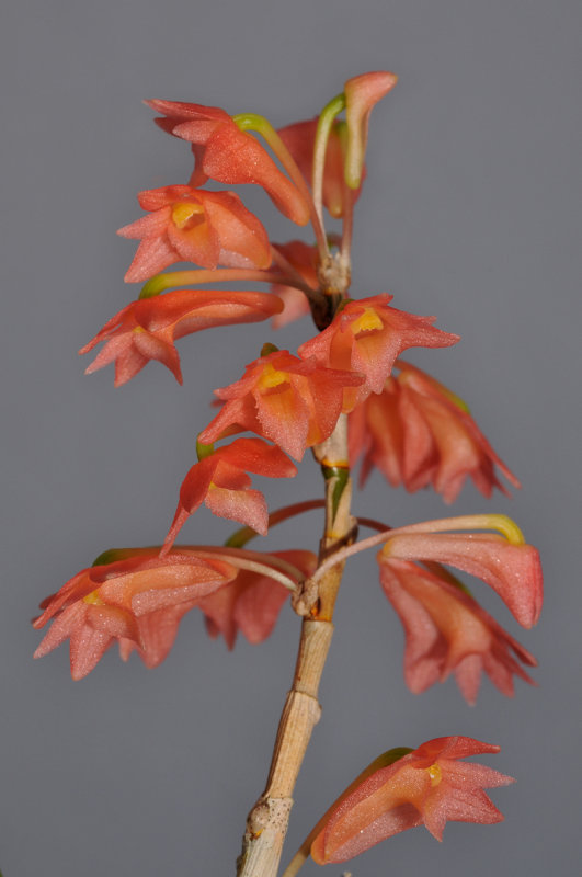 Dendrobium faciferum. Closer.