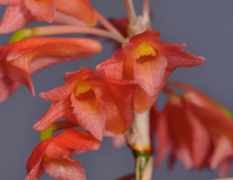 Dendrobium faciferum. Close-up.