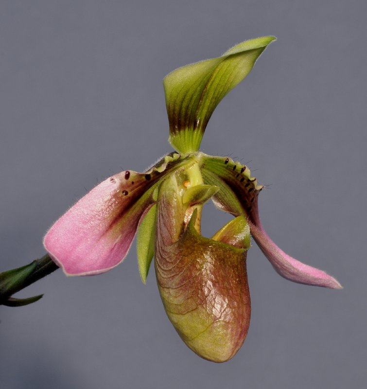 Paphiopedilum appletonianum. Close-up side. 