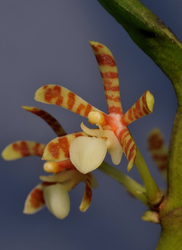 Trichoglottis kinabaluensis. Close-up.