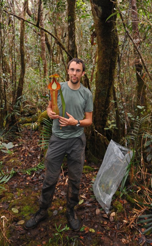 Nepenthes ewardsiana and myself.