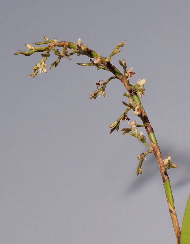 Agrostophyllum sp. nov. Closer.  