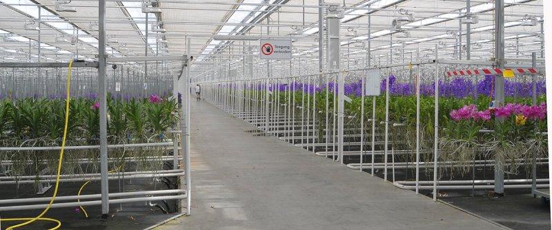 Anco orchids