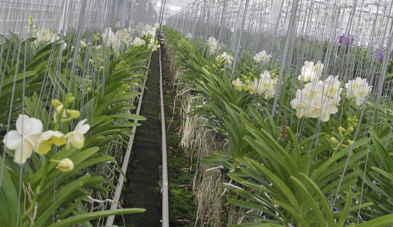 Anco orchids
