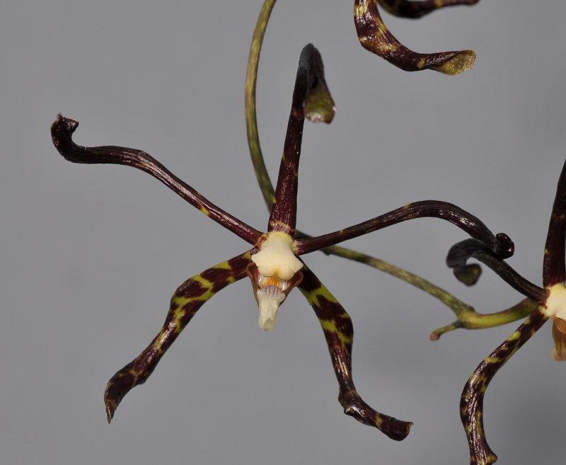 Arachnis calcarata. Close-up. 