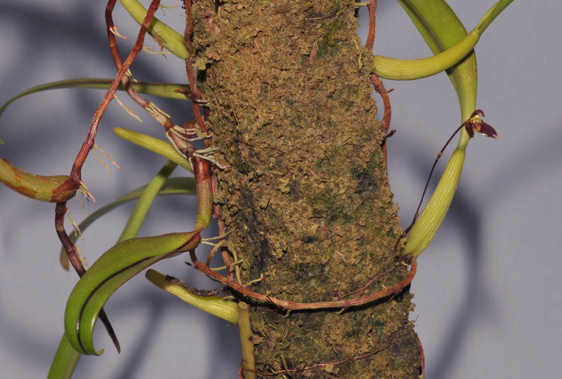 Bulbophyllum hemisterranthum 