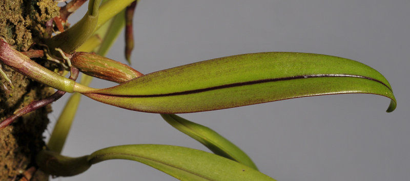 Bulbophyllum hemisterranthum. Foliage. 
