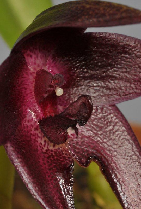 Bulbophyllum vinaceum. Close-up.