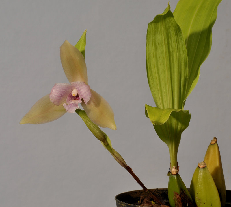 Lycaste tricolor