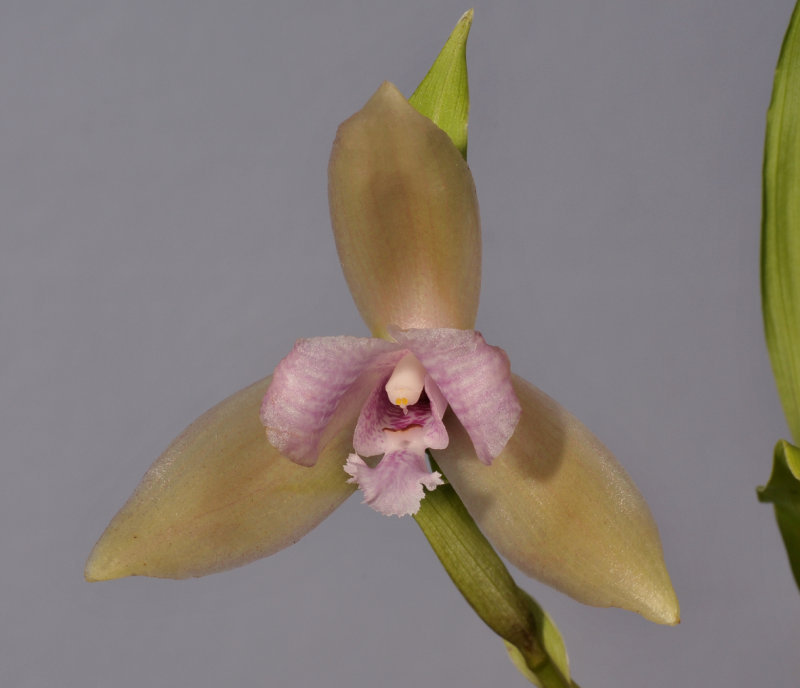 Lycaste tricolor. Close-up.