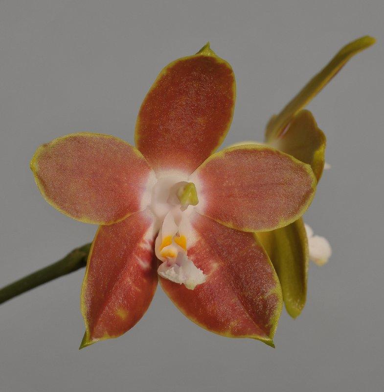 Phalaenopsis venosa 