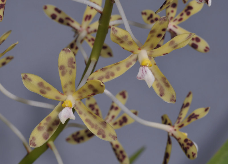 Dipodium scandens. Closer. 