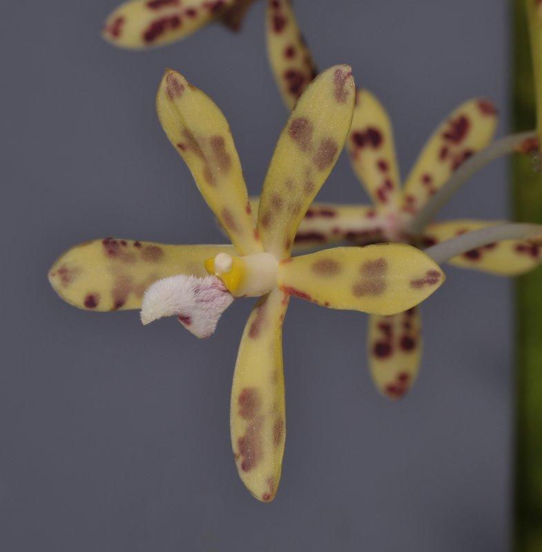 Dipodium pandanum. Close-up. 