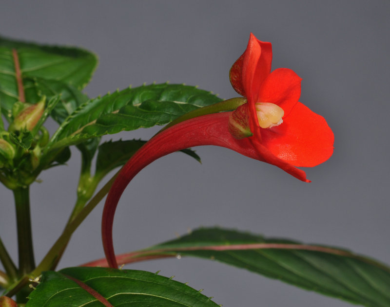 Impatiens sp. Papua new Guinea.