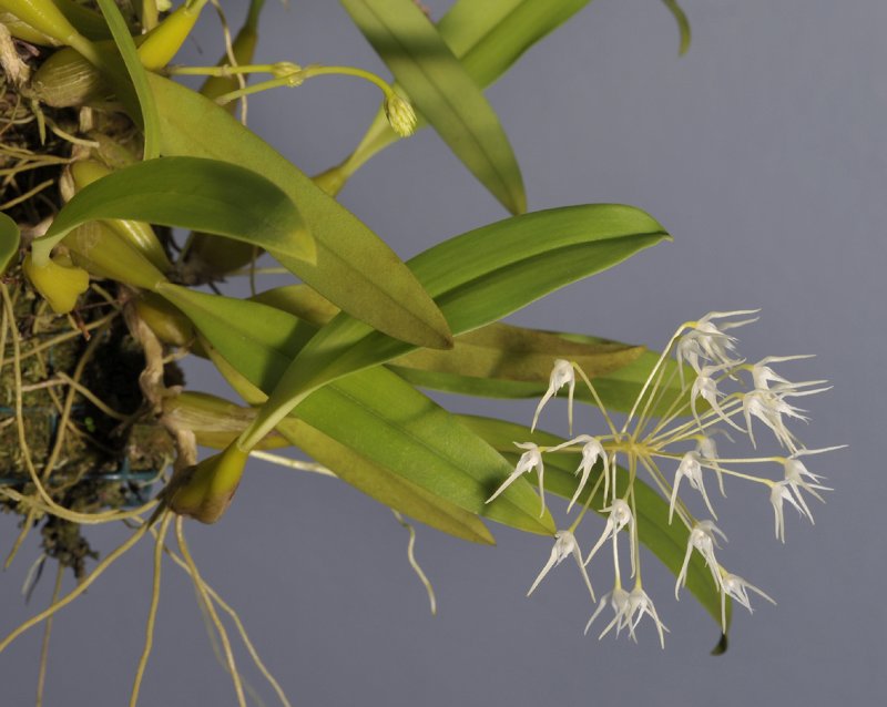 Bulbophyllum laxiflorum