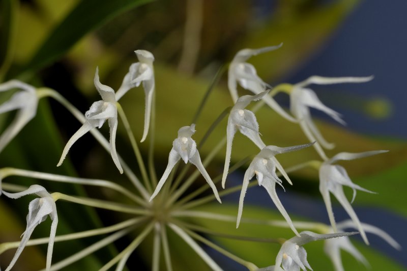 Bulbophyllum laxiflorum. Close-up.