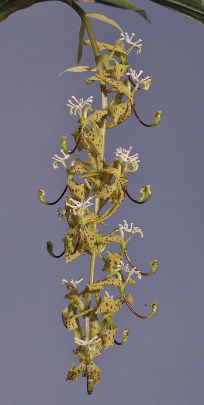 Cycnoches peruvianum. Closer.