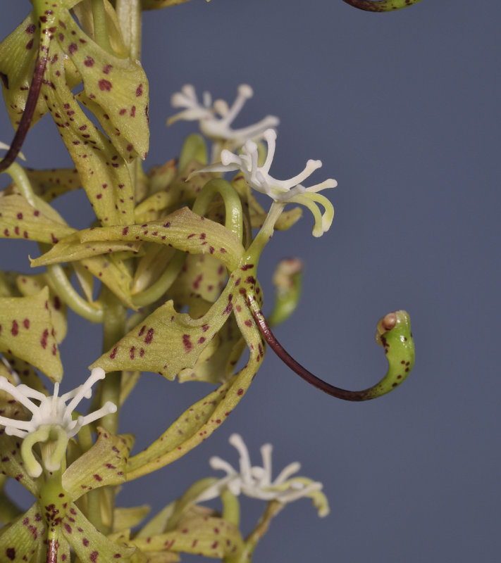 Cycnoches peruvianum. Close-up.