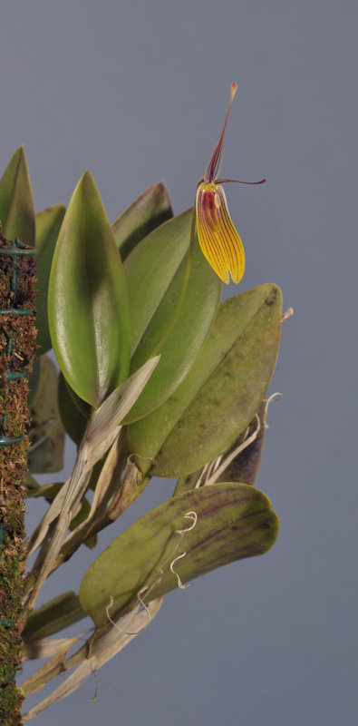 Restrepia brachypus